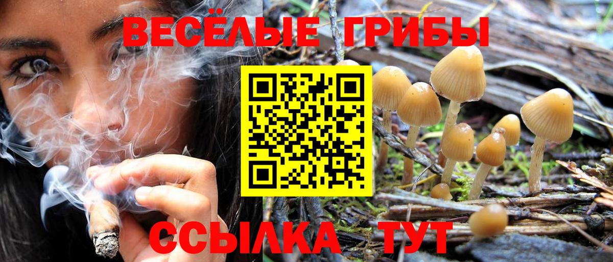 Псилоцибиновые грибы мицелий Торжок